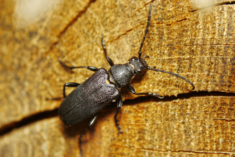 Stictoleptura scutellata - hegyi virágcincér