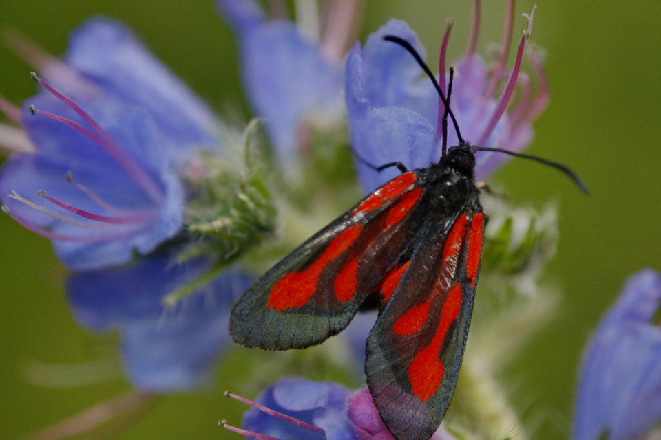 Zygaena osterodensis - ördögszem-csüngőlepke