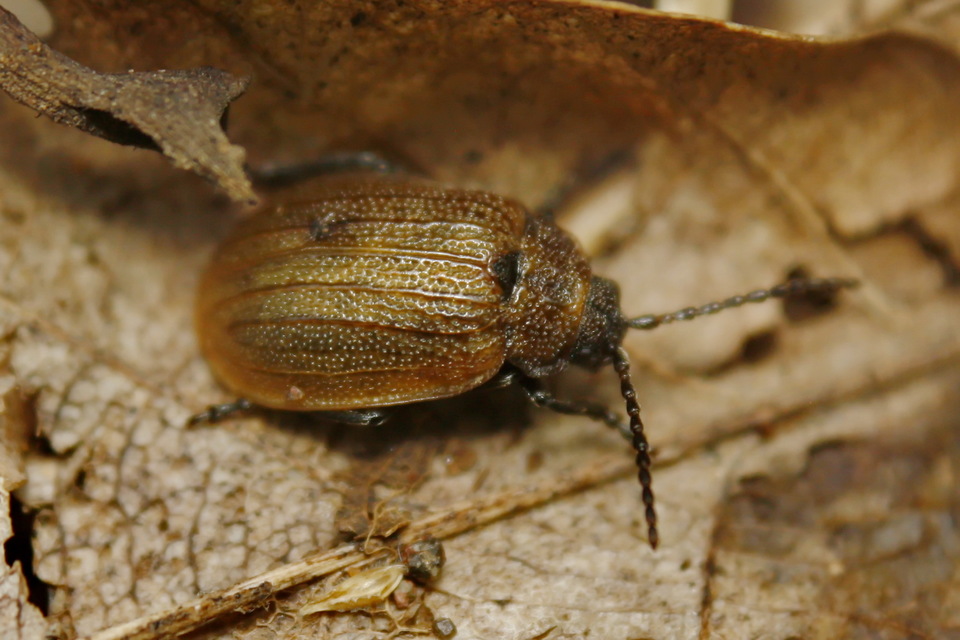 Galeruca pomonae - barna olajosbogár