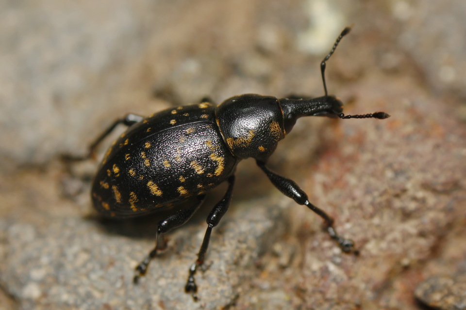 Liparus glabrirostris - közönséges acsalapuormányos