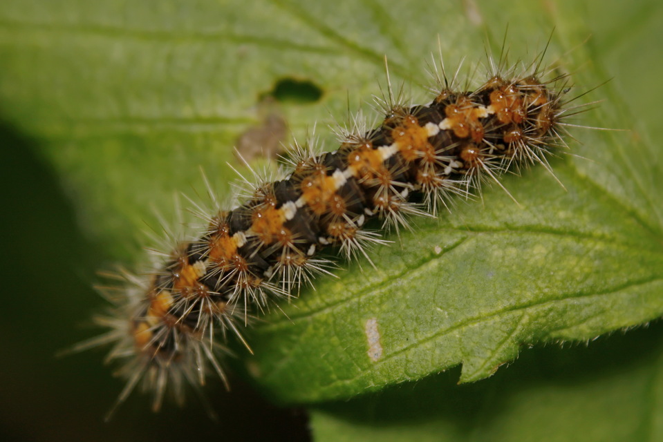 Euplagia quadripunctaria - csíkos medvelepke