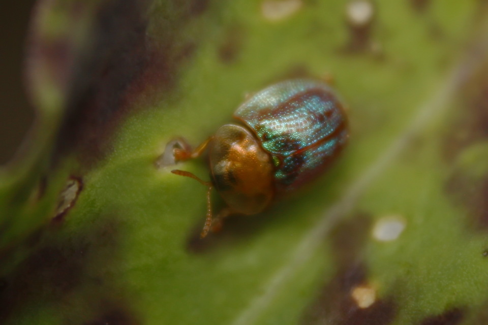 Cassida azurea - ezüstfényű pajzsbogár Cassida azurea - ezüstfényű pajzsbogár