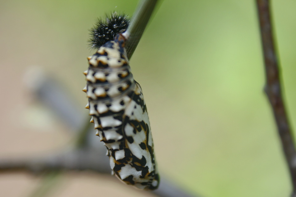 Melitaea didyma - tüzes tarkalepke