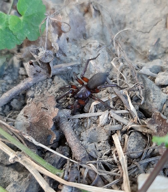 Gnaphosa bicolor