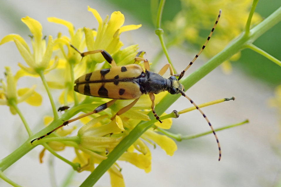 Rutpela maculata - tarkacsápú karcsúcincér