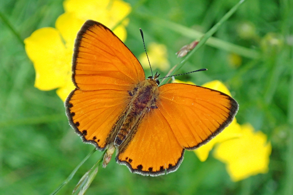 Lycaena virgaureae - arany-tűzlepke