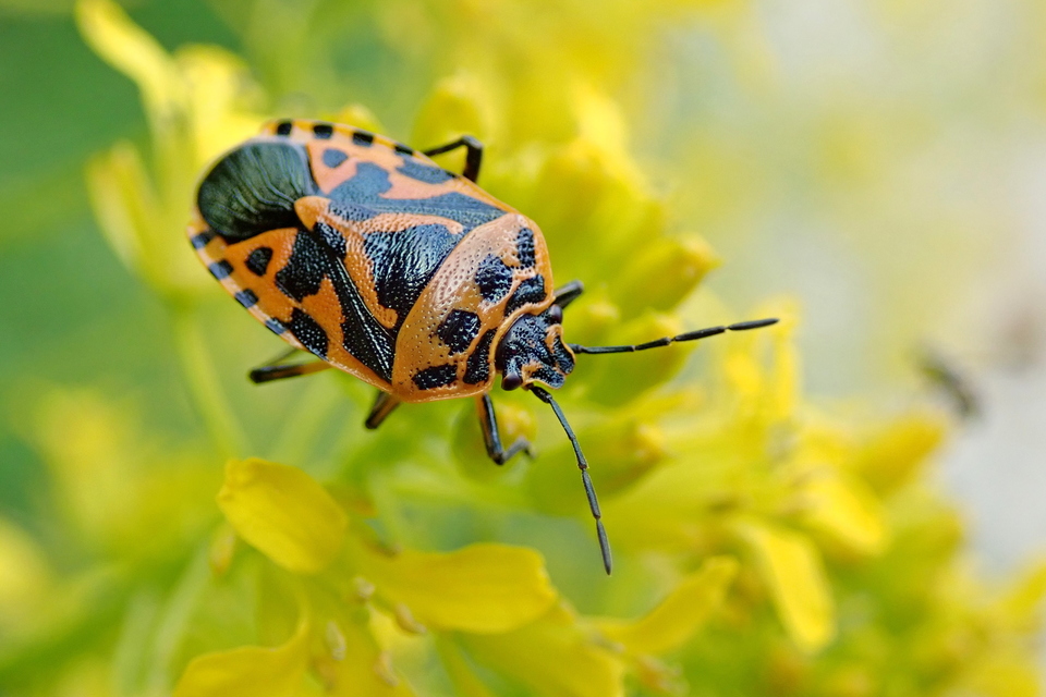 Eurydema ventralis - káposztapoloska