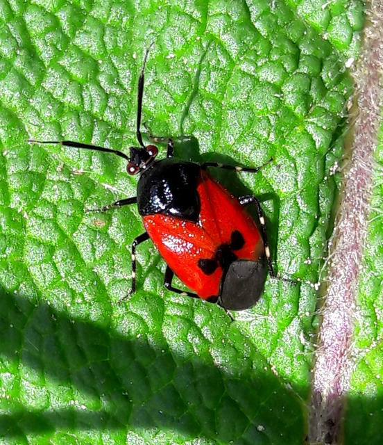 Deraeocoris rutilus - cinóber mezeipoloska