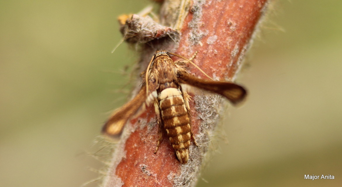 Microsphecia brosiformis - folyófűszitkár