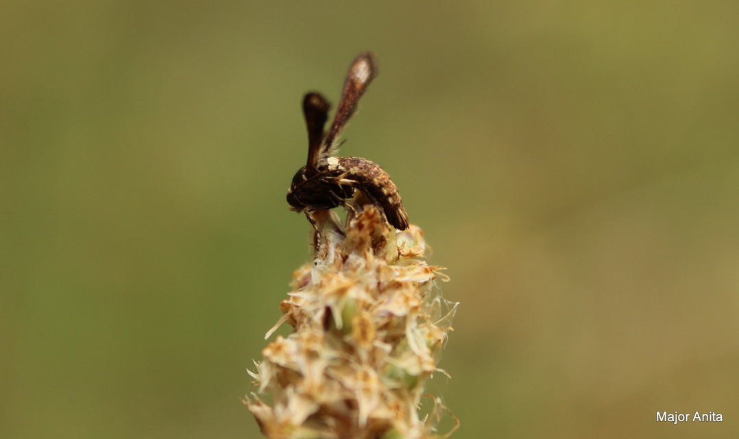 Microsphecia brosiformis - folyófűszitkár