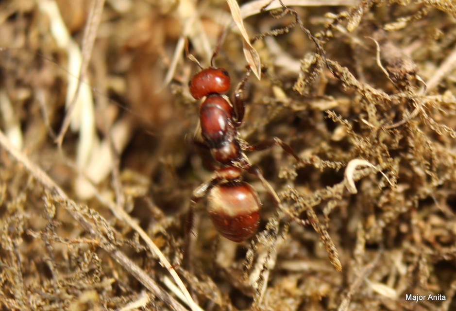Polyergus rufescens - amazonhangya