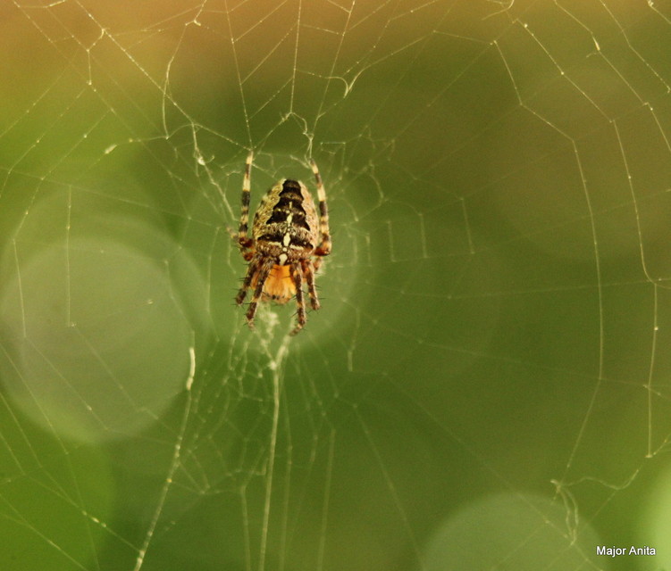 Araneus diadematus - koronás keresztespók