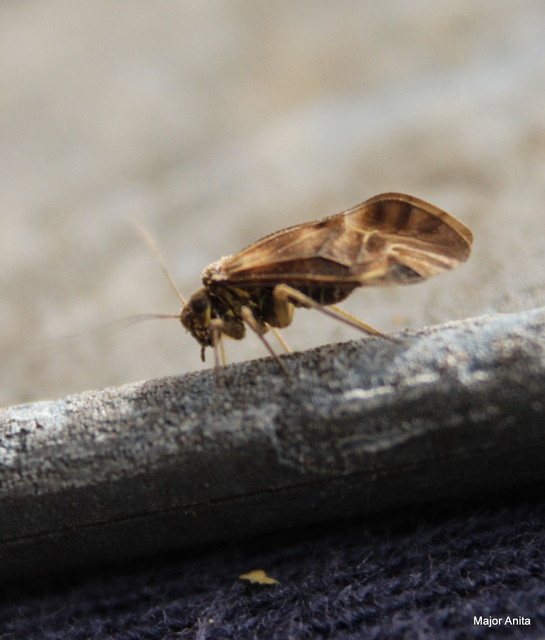 Psocoptera - Fürgetetvek