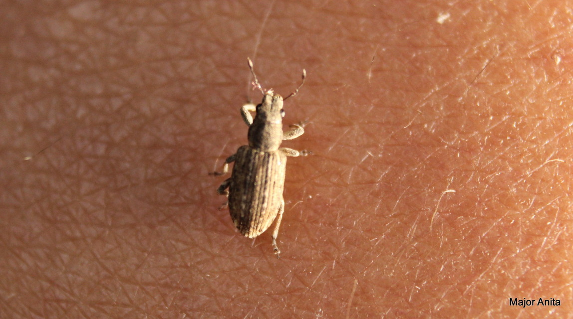 Sitona callosus - szempillás csipkézőbogár