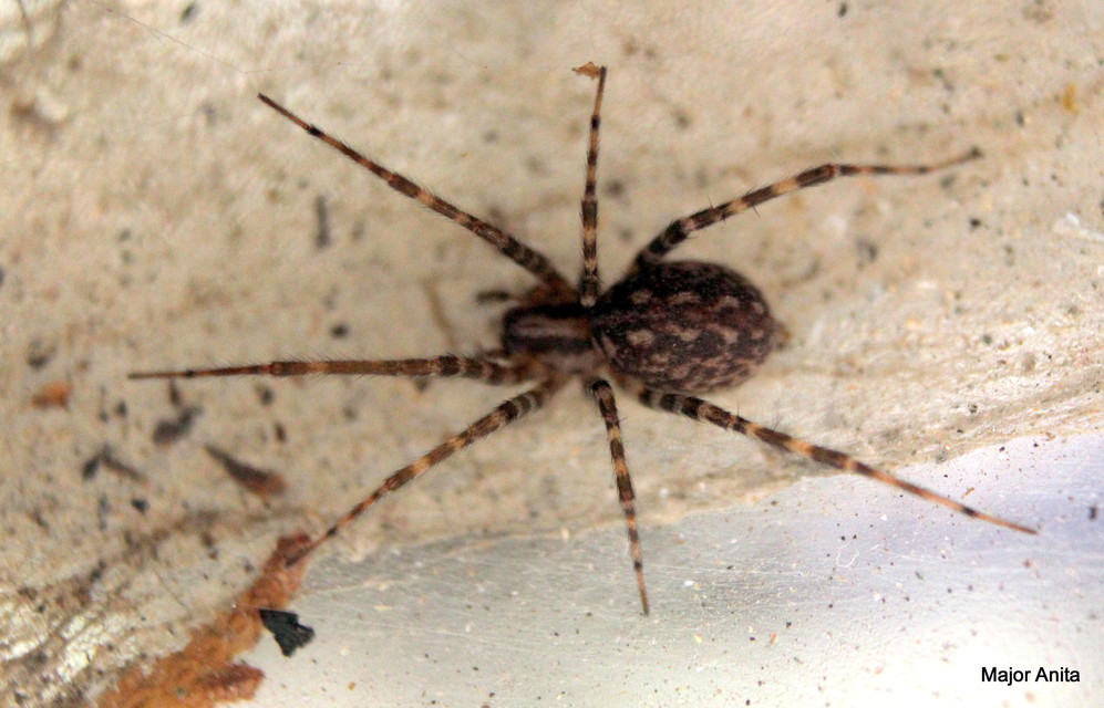 Tegenaria ferruginea - hegyi zugpók