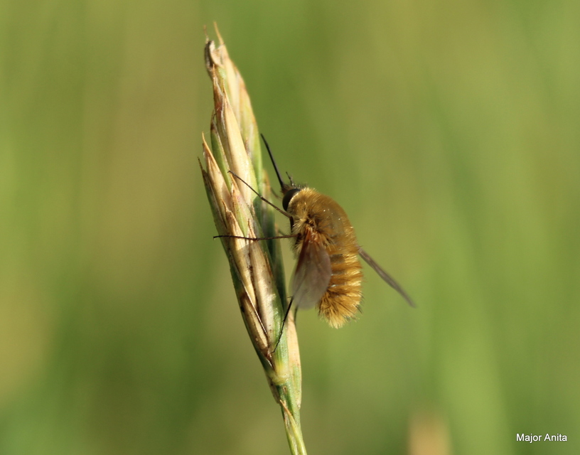 Bombyliinae