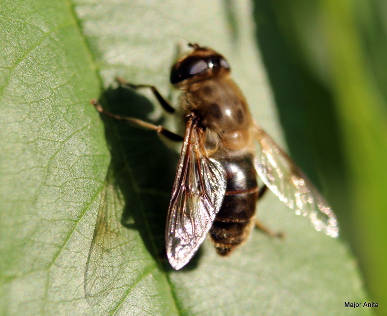 Eristalis