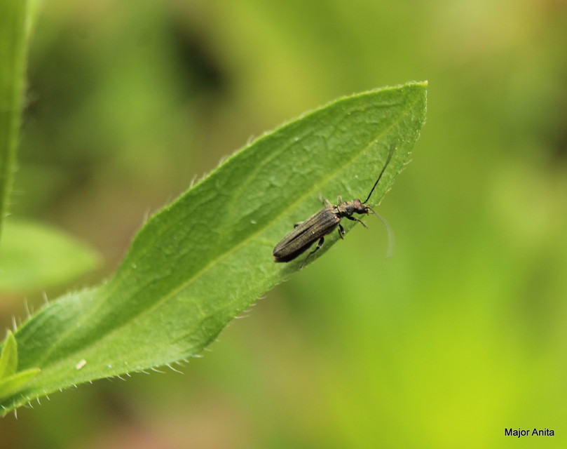 Oedemera