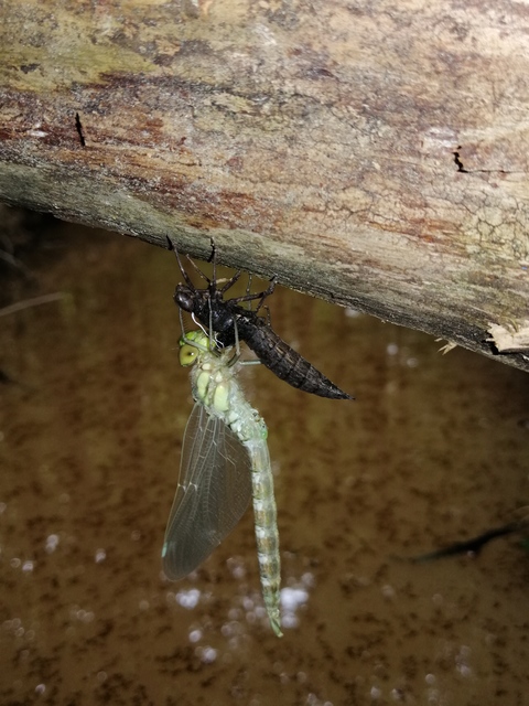 Aeshna cyanea - sebes karcsúacsa