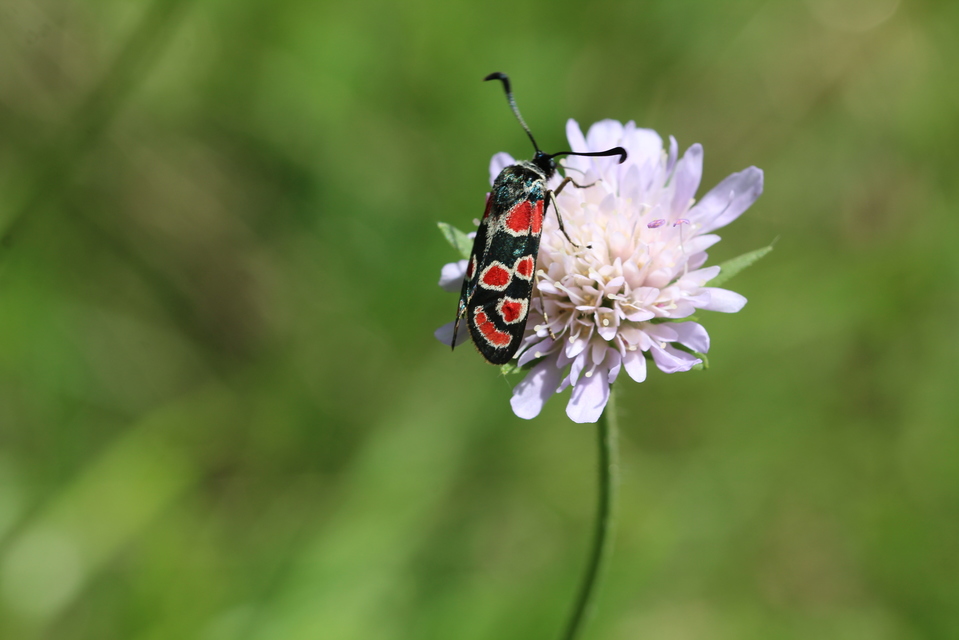 Zygaena carniolica - fehérgyűrűs csüngőlepke