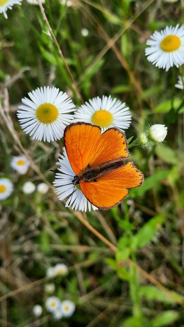 Lycaena virgaureae - arany-tűzlepke