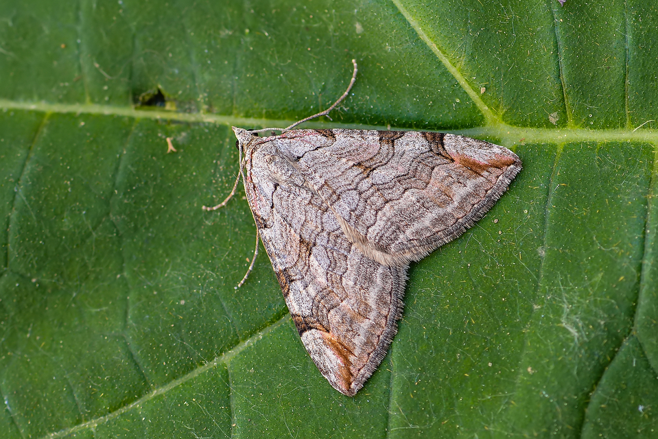 Aplocera efformata/plagiata