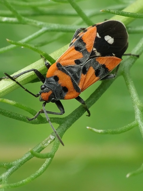 Lygaeus equestris - közönséges lovagbodobács