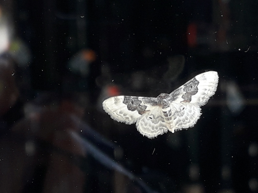 Idaea rusticata - tarka apróaraszoló