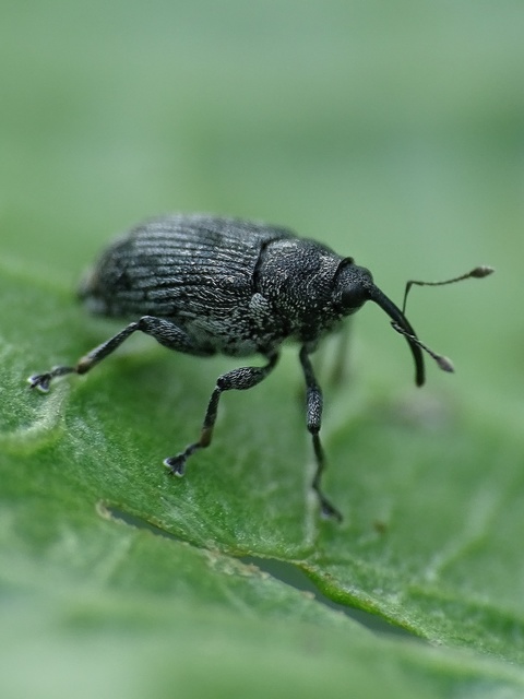 Ceutorhynchinae