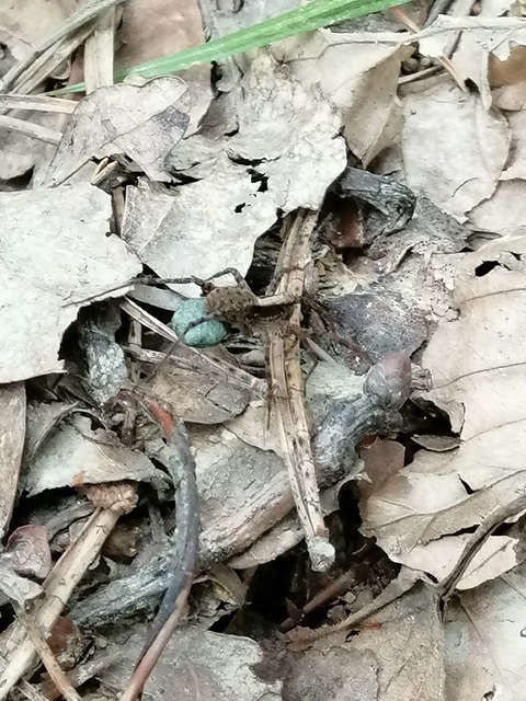 Pardosa alacris/lugubris