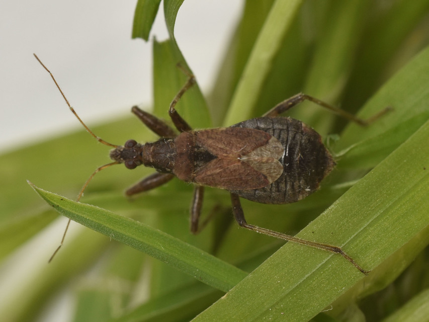Himacerus mirmicoides - csalán-tolvajpoloska