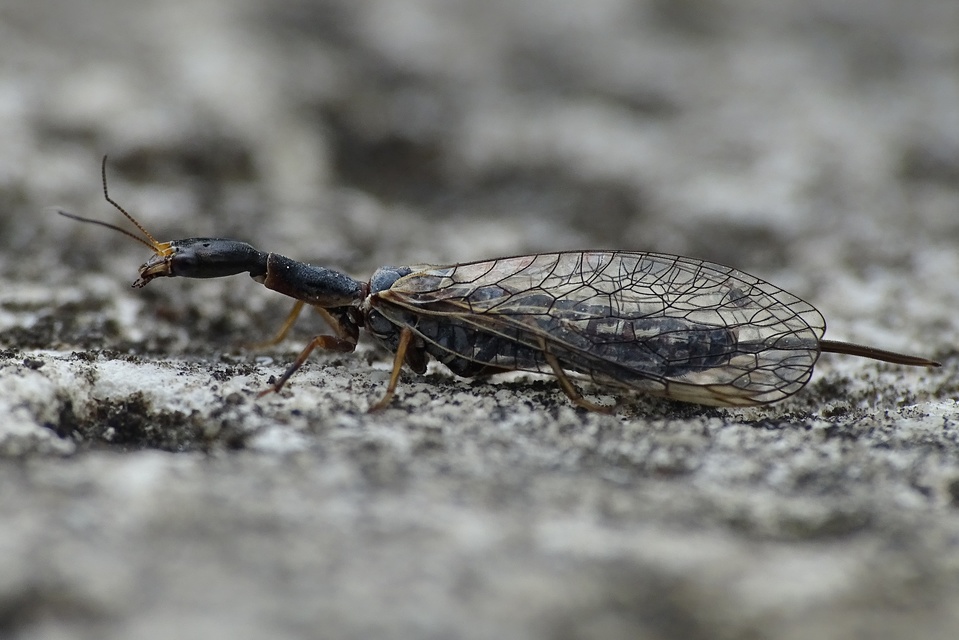 Raphidioptera - Tevenyakú-fátyolkák