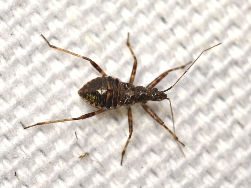 Himacerus