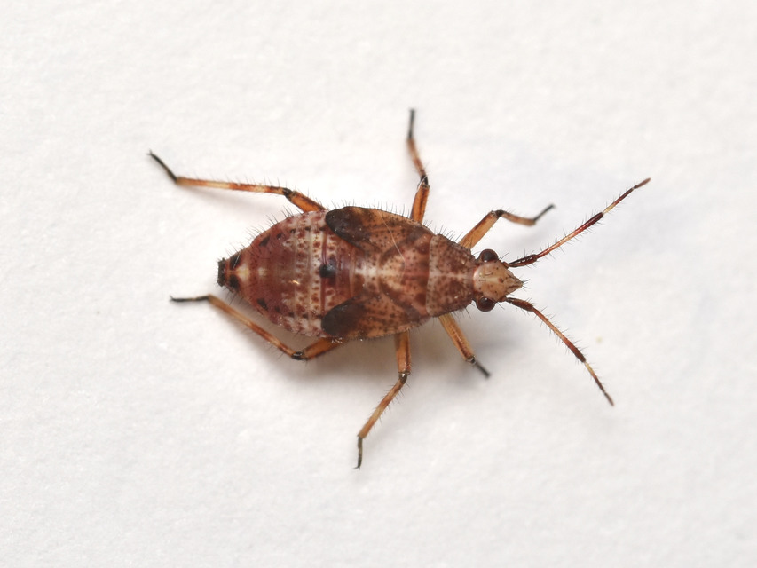 Deraeocoris flavilinea