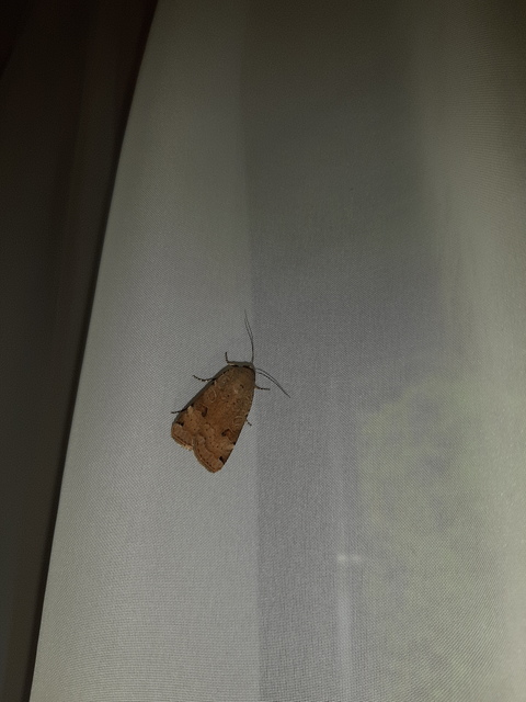Noctua orbona - foltos sárgafűbagoly