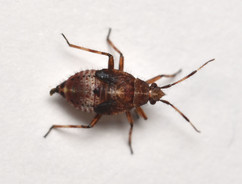 Deraeocoris flavilinea