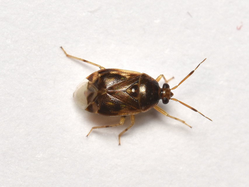 Deraeocoris lutescens - sárgás mezeipoloska
