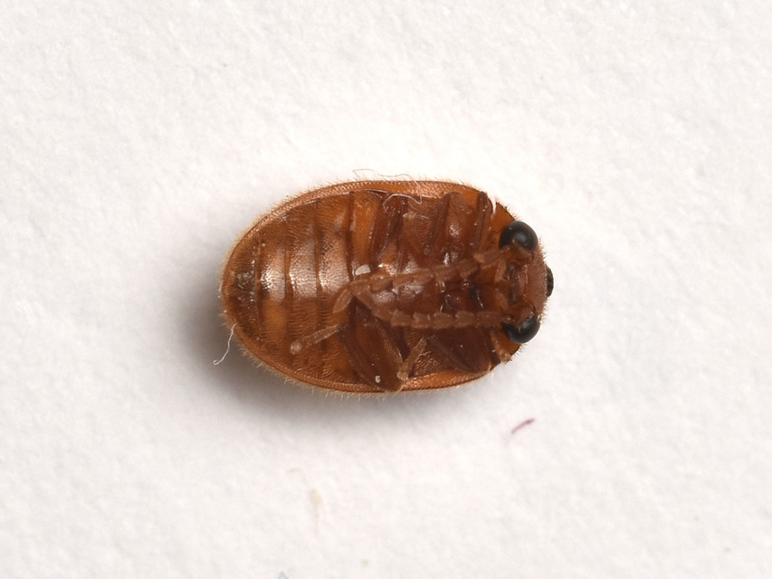 Prionocyphon serricornis - fűrészescsápú rétbogár