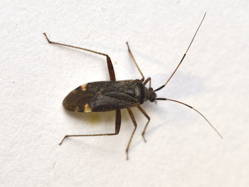 Closterotomus fulvomaculatus - komlópoloska Closterotomus fulvomaculatus - komlópoloska