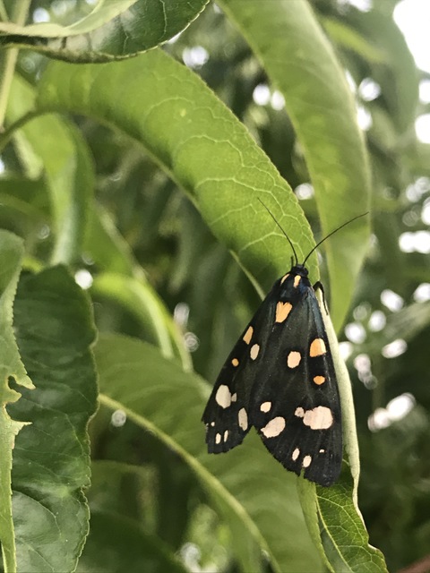 Callimorpha dominula - fémes medvelepke