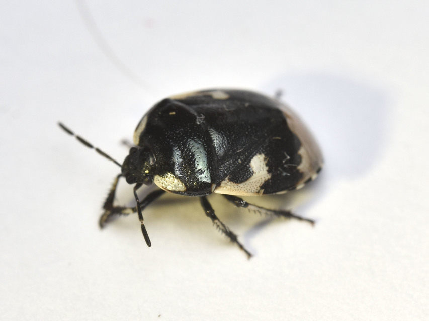 Tritomegas bicolor - foltos földipoloska