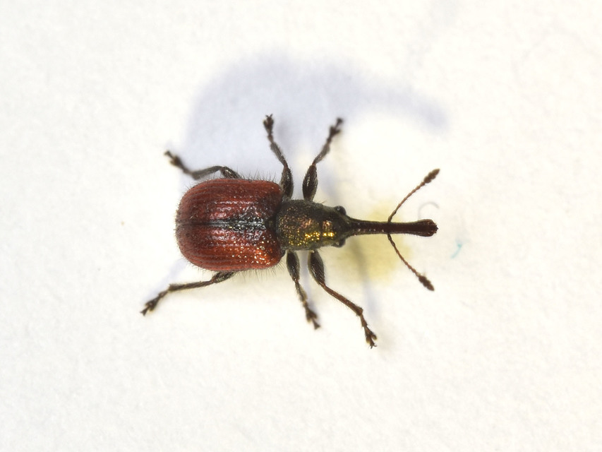 Tatianaerhynchites aequatus - piros kökényeszelény