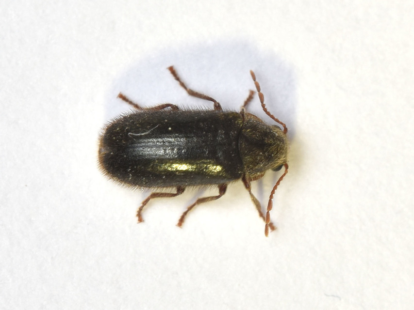 Hyperisus plumbeus - fémes álszú