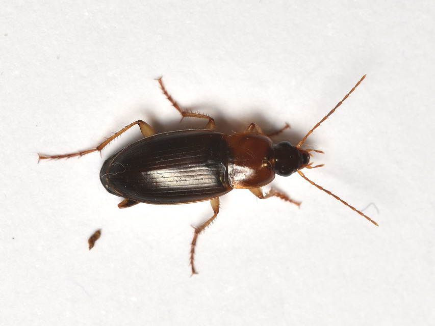Calathus cinctus - parlagi tarfutó