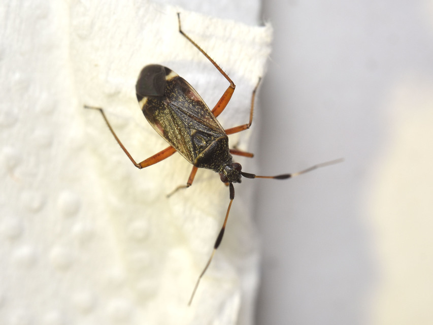 Closterotomus biclavatus - aranyszőrű mezeipoloska