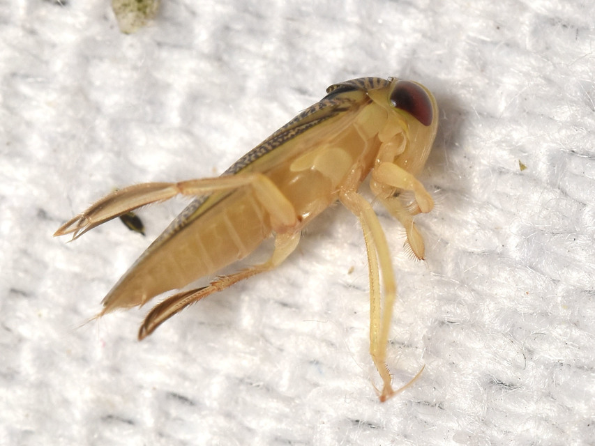 Corixidae - búvárpoloskák Corixidae - búvárpoloskák