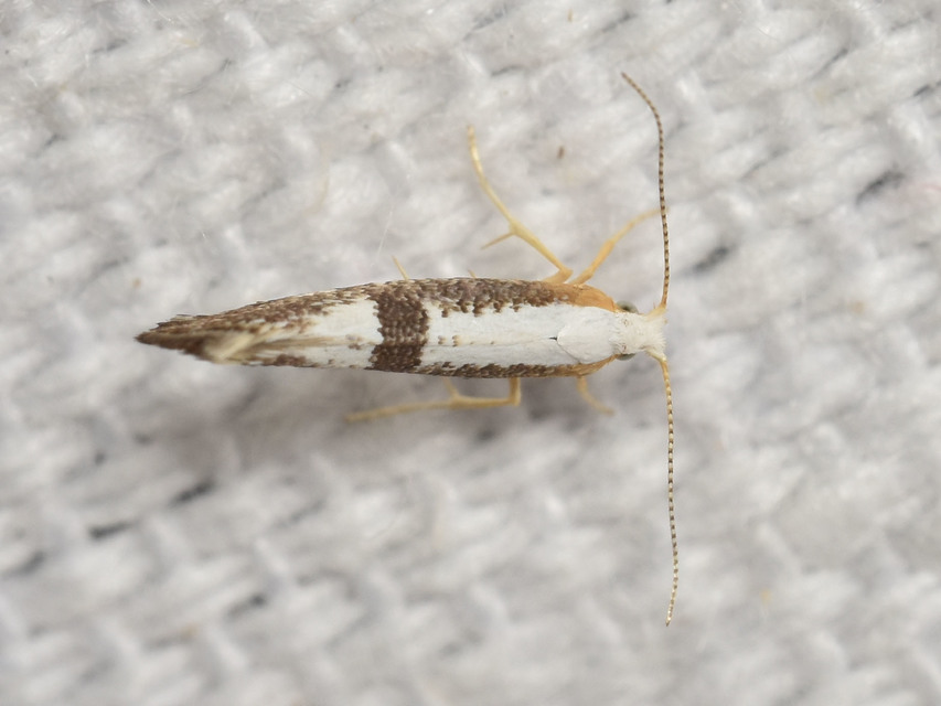 Argyresthia
