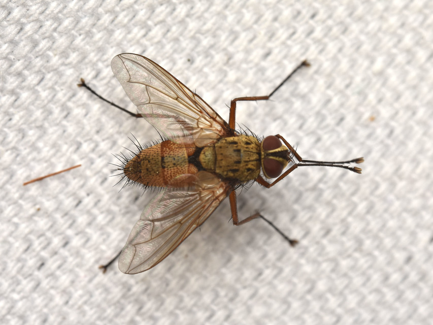 Dexia rustica - cserebogár-fürkészlégy
