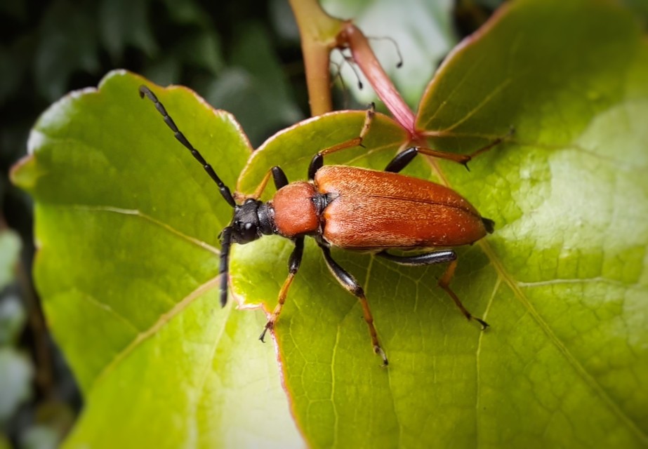 Stictoleptura rubra - vörös virágcincér Stictoleptura rubra - vörös virágcincér