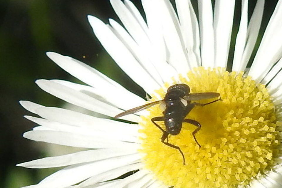 Phania